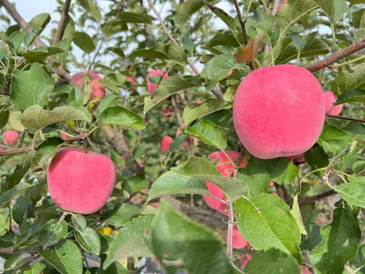 有机红富士苹果10斤装 商品图4