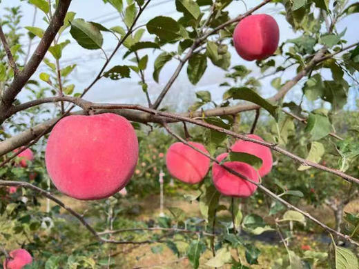 有机红富士苹果10斤装 商品图8