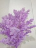 【干花】蓬莱松（寿松）扎，多色可选 商品缩略图2