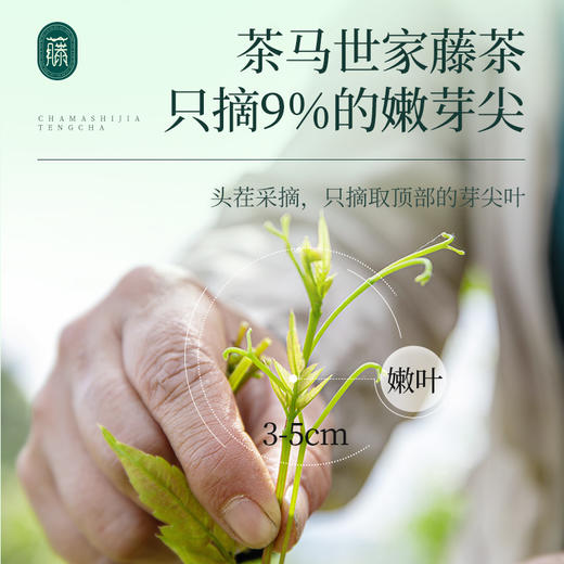 【微瑕捡漏】茶马世家 恩施硒富藤茶芽尖莓茶来凤土家硒富野生茶 特级藤茶礼盒 60g 商品图7