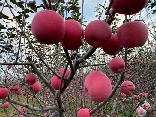 有机红富士苹果10斤装 商品图5