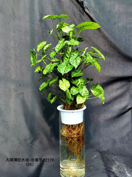 大玻璃柱-水培合果芋 商品图0