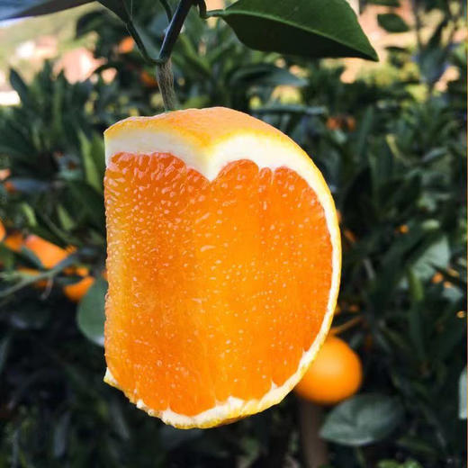 【采购下架】【助农】鑫勇泰秭归脐橙九月红净重9斤（果径75mm以上） 商品图4