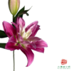 【重瓣百合】-百合-紫莲花多头 5枝一扎-有香味 商品缩略图1