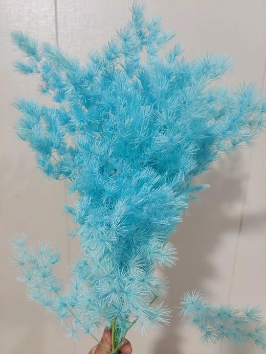 【干花】蓬莱松（寿松）扎，多色可选 商品图4