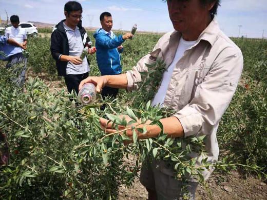 自然农法枸杞  300克 商品图2