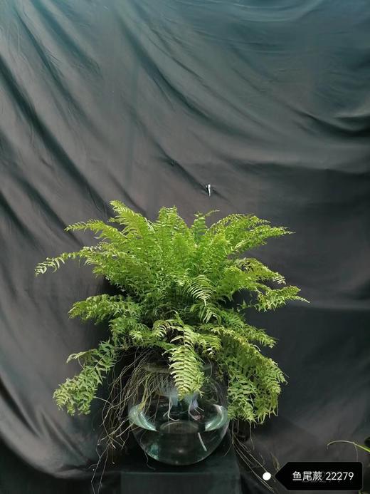球盆-鱼尾蕨 商品图0