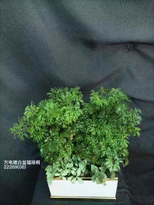 方白盆-福禄桐 商品图0