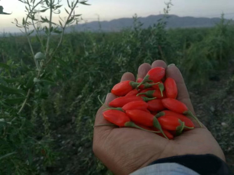 自然农法枸杞  300克