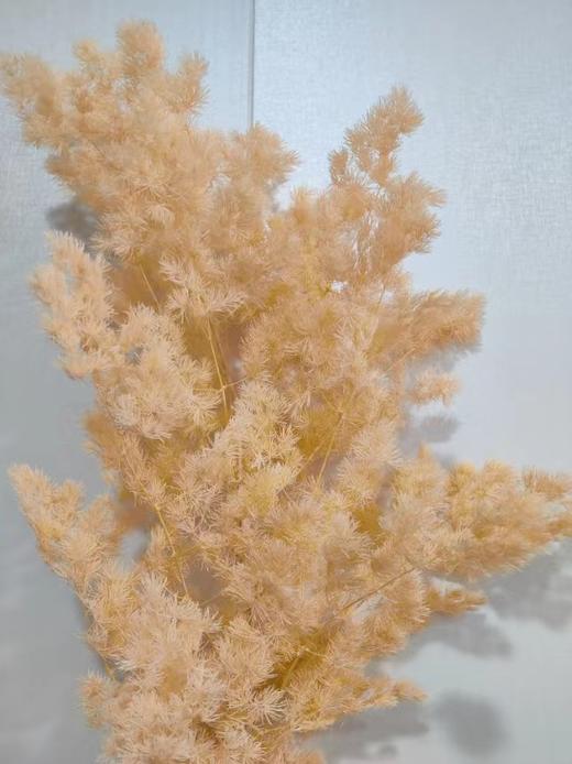 【干花】蓬莱松（寿松）扎，多色可选 商品图6