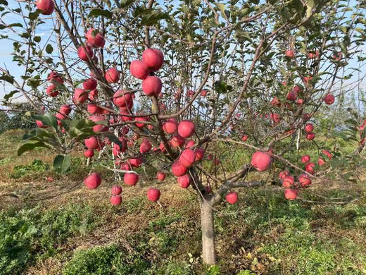 有机红富士苹果10斤装 商品图1