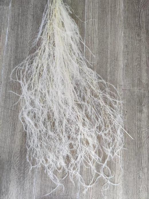 【干花】龙须草，多色可选 商品图2
