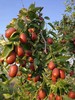 自然生长的木枣，二十几年无人管理  山西黄河边上长大 时效不保，不支持退货 商品缩略图11