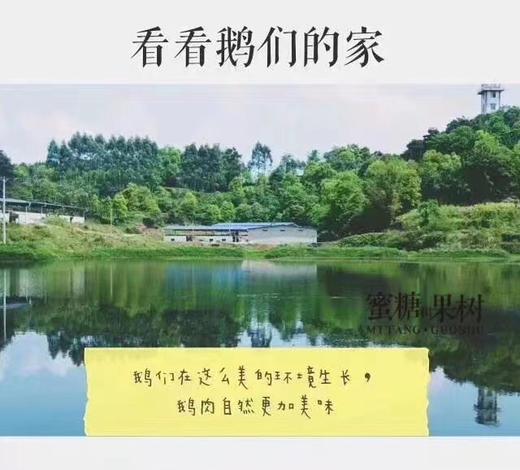 【2025新五批】麻辣鲜香，爽滑惹味，鹅杂料足，鲜辣够味【鹅滋道 鹅杂米线】独家产品，秘制配方，新鲜鹅胗手工切花，口感Q弹韧嫩，烧制时不靠香精调味，慢煮慢烧，激发酱料香气 商品图9