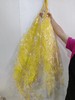 【干花】文竹，扎，多色可选 商品缩略图3