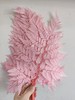 【干花】羊齿，扎，多色可选 商品缩略图2