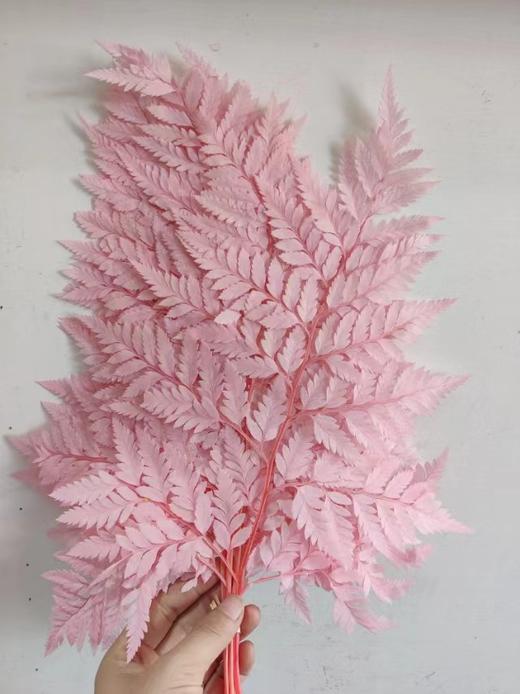 【干花】羊齿，扎，多色可选 商品图2