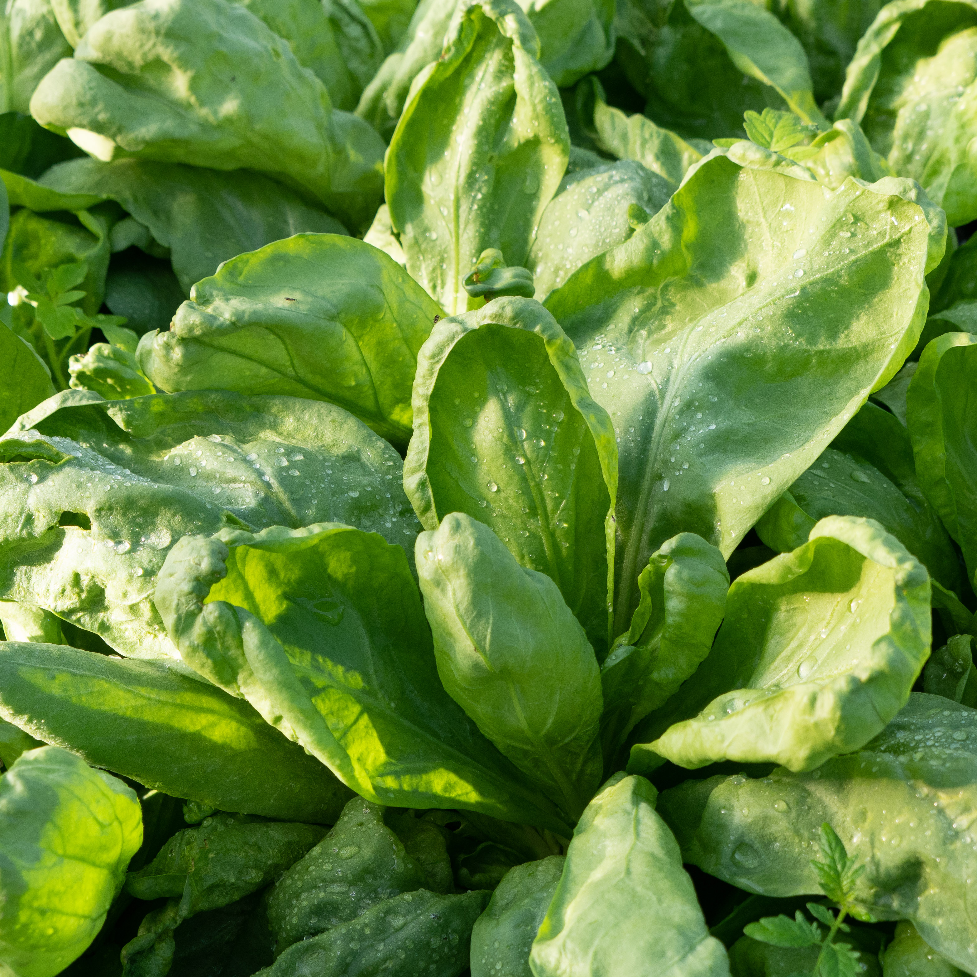 大叶茼蒿 Crown daisy