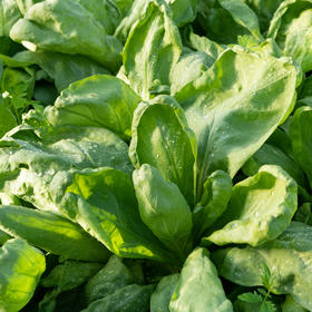 大叶茼蒿 Crown daisy