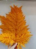 【干花】羊齿，扎，多色可选 商品缩略图0