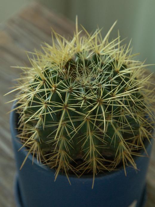 仙人球 商品图2