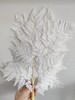【干花】羊齿，扎，多色可选 商品缩略图1