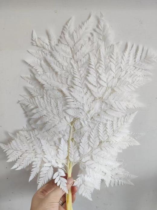 【干花】羊齿，扎，多色可选 商品图1