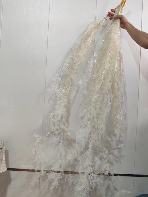 【干花】文竹，扎，多色可选 商品图2