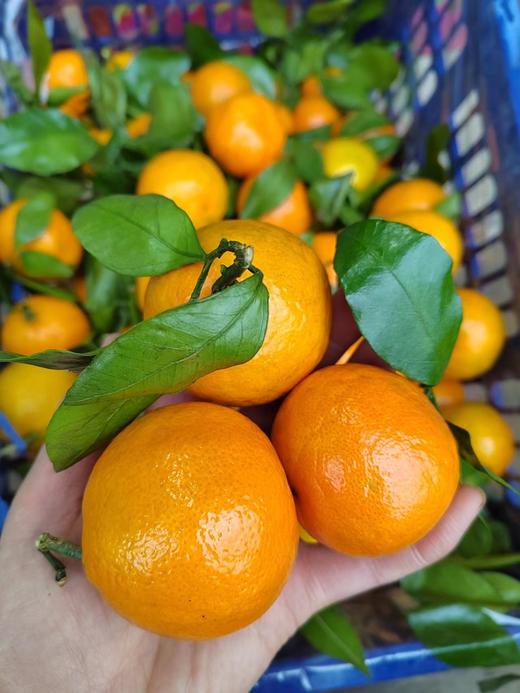 广西 砂糖橘 1斤甜 商品图0