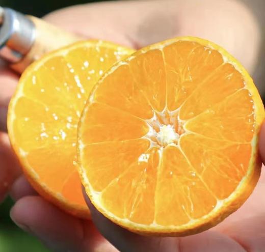 2025象山红美人柑橘上市了【仅限江浙沪包邮】（核心产区直发） 商品图3