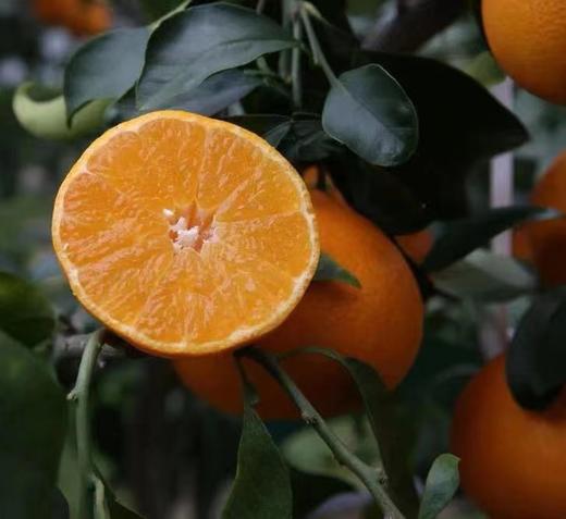 2025象山红美人柑橘上市了【仅限江浙沪包邮】（核心产区直发） 商品图2