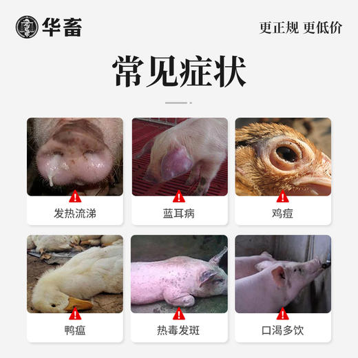 华畜清瘟败毒散1kg 瘟疫流感 清热泻火 严选中药材 效果好 禽畜通用呼吸道药 商品图1