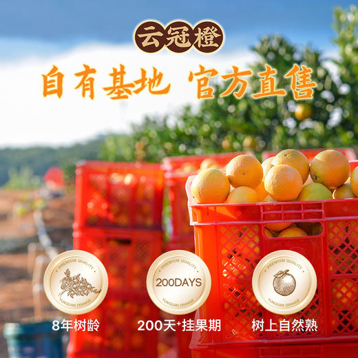 2024褚橙官方旗舰店 云冠橙云南当季新鲜水果冰糖橙L号 优级10斤 商品图3