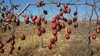 自然生长的木枣，二十几年无人管理  山西黄河边上长大 时效不保，不支持退货 商品缩略图9