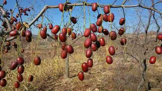 自然生长的木枣，二十几年无人管理  山西黄河边上长大 时效不保，不支持退货 商品图9