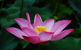 莲花动功·感悟分享