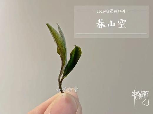 村姑陈囤货推荐：2020抛荒白牡丹《春山空》（4斤收藏装），桂花香清幽细腻，桂香袅然 商品图7