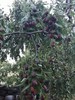 自然生长的木枣，二十几年无人管理  山西黄河边上长大 时效不保，不支持退货 商品缩略图10