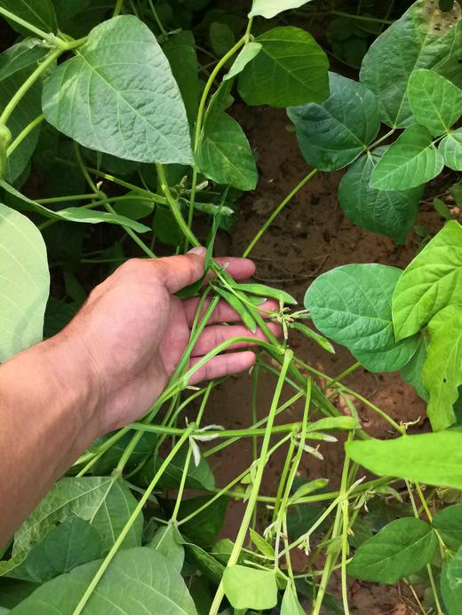 山地有机肾型黄豆   5斤包邮  山西 商品图2