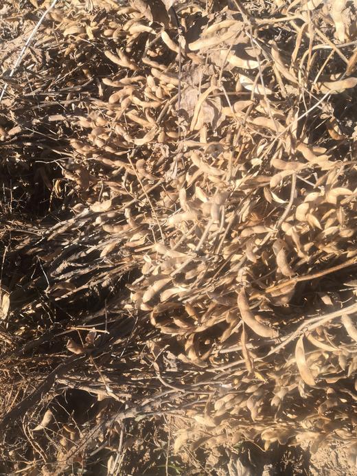 山地有机肾型黄豆   5斤包邮  山西 商品图4