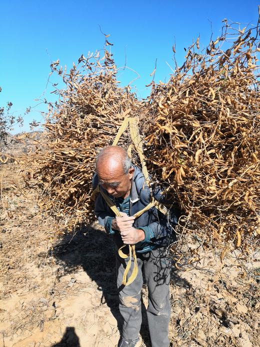 山地有机肾型黄豆   5斤包邮  山西 商品图7