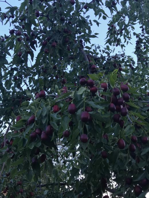 自然生长的新鲜红枣，口感酸甜，不售后，介意者勿拍！！木枣，二十几年无人管理  山西黄河边上长大 时效不保，不支持退货 商品图4