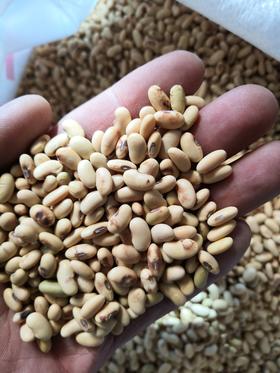 山地有机肾型黄豆   5斤包邮  山西