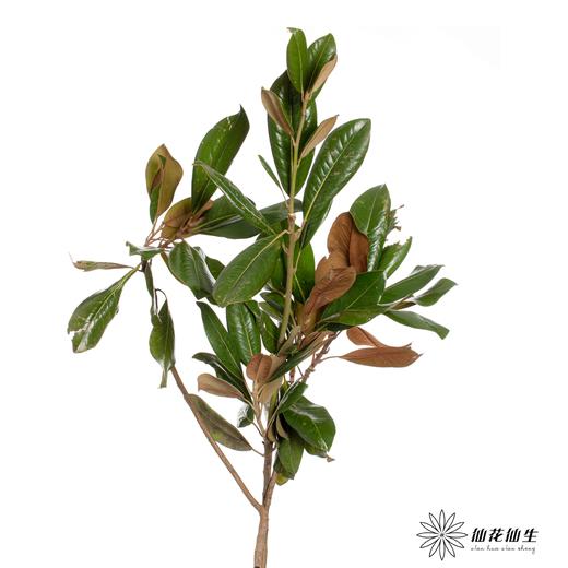 叶材 ｜ 玉兰叶 商品图3