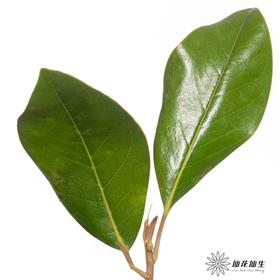 叶材 ｜ 玉兰叶