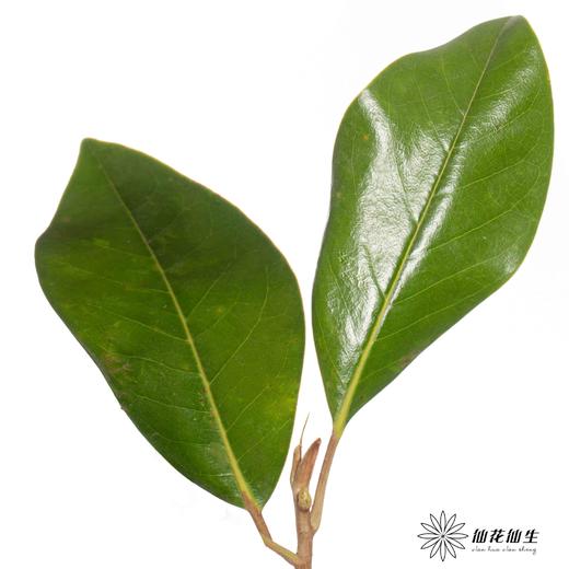 叶材 ｜ 玉兰叶 商品图0