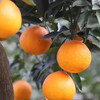 生态水果爱媛果冻橙450g 果肉清甜无渣 京津冀满百包邮 商品缩略图5