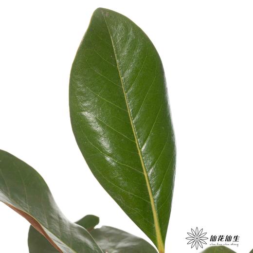 叶材 ｜ 玉兰叶 商品图2