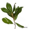 叶材 ｜ 玉兰叶 商品缩略图1