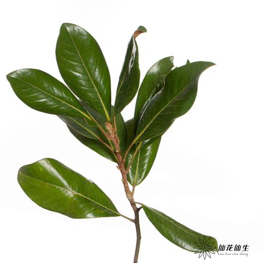 叶材 ｜ 玉兰叶 商品图1